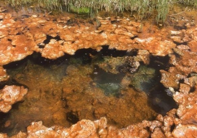 nowy gatunek cyjanobakterii