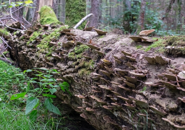 puszcza bialowieska