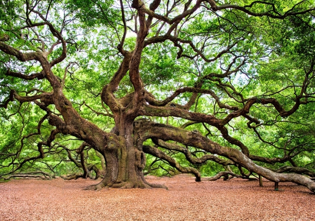 klonowanie debow pomnikowych