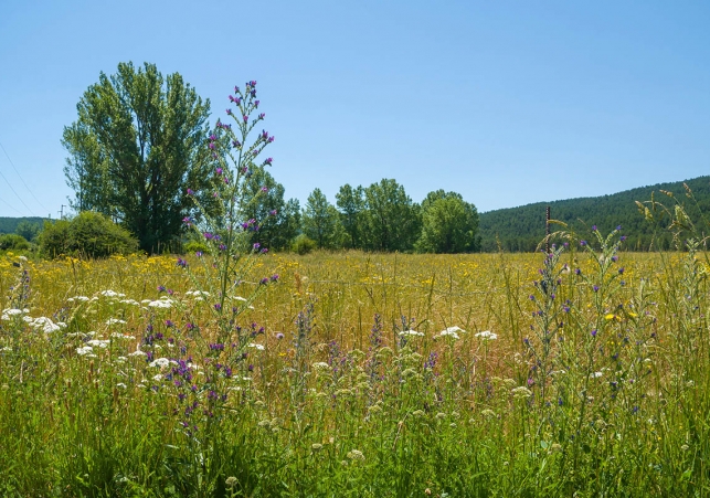 piramida Armińskiego