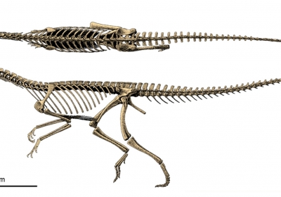Silesaurus szkielet