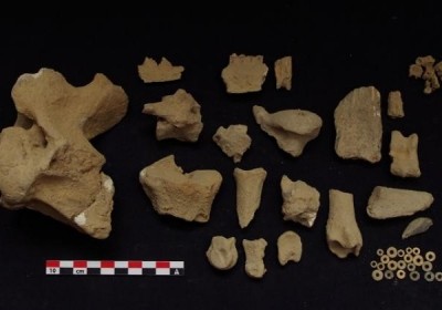 udomowienia bydla w afryce