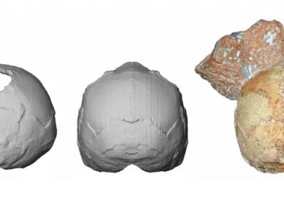 czaszka homo sapiens