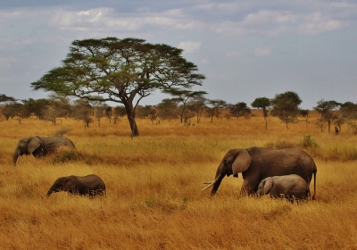  badania w Parku Narodowym Serengeti