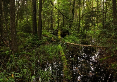 puszcza bialowieska