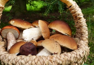 grzyby