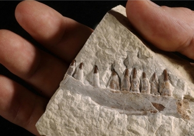 Skamieniałości z kamieniołomu Owadów-Brzezinki