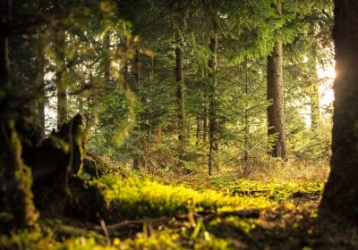 Puszcza Białowieska