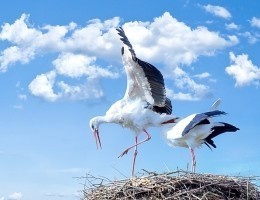 stork-bird-animal-fly