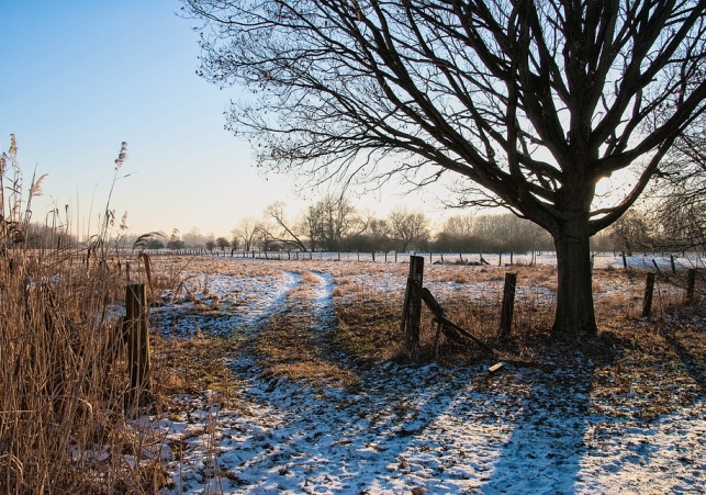 Bitwa pod Krzywosądzem